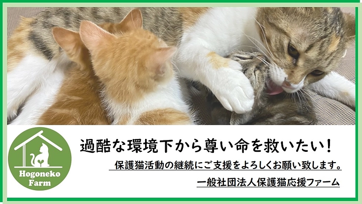 殺処分ゼロ!保護猫活動を継続し譲渡の輪を広げたい!