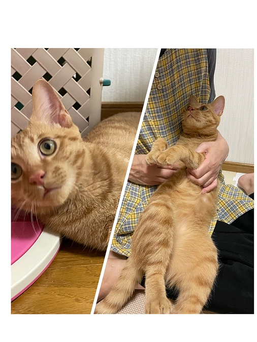 最近のめいちゃん④