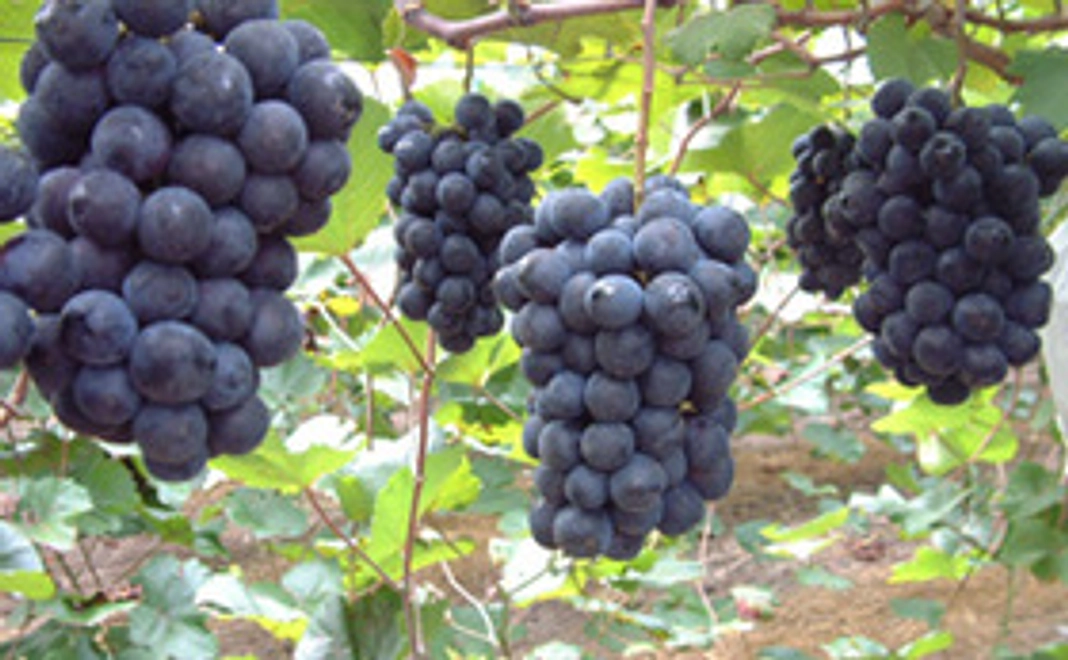 高級ブランド（ぶどう）　加西ゴールデン・ベリーAで応援！