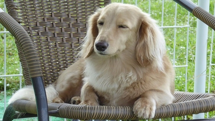 人と犬がずっと一緒の生活を実現したい