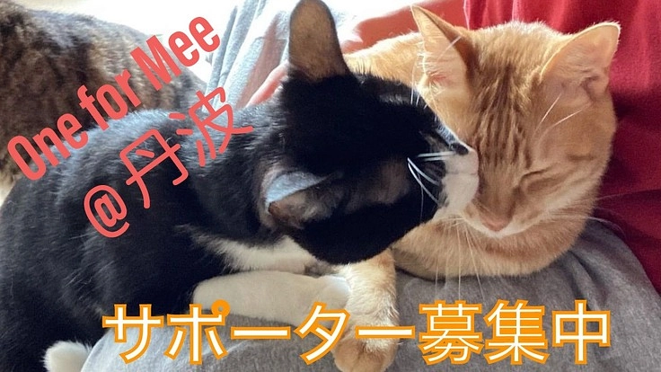 OneforMee@丹波 ☆安定した保護活動＆医療費の継続支援募集