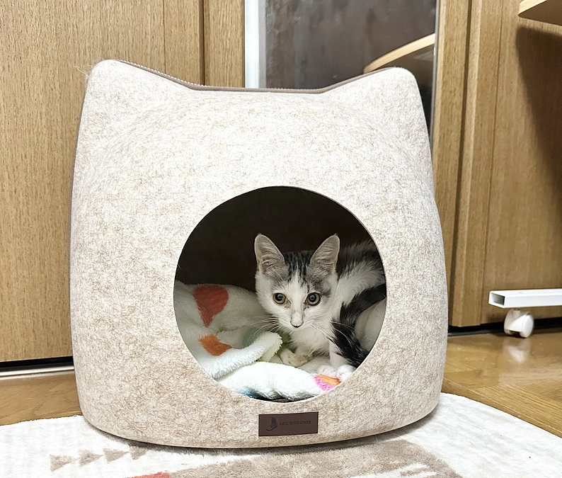 輝ちゃん　お星さまになりました🌟