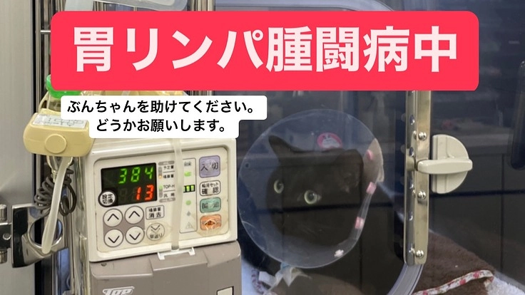 まだ四歳です。胃リンパ腫のぶんちゃんにご支援ください