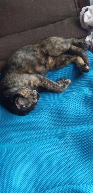 甘えん坊仔猫さん😆