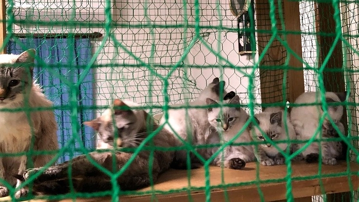 妊娠している母猫の出産～支援したい/目標母猫５匹！・子猫20匹