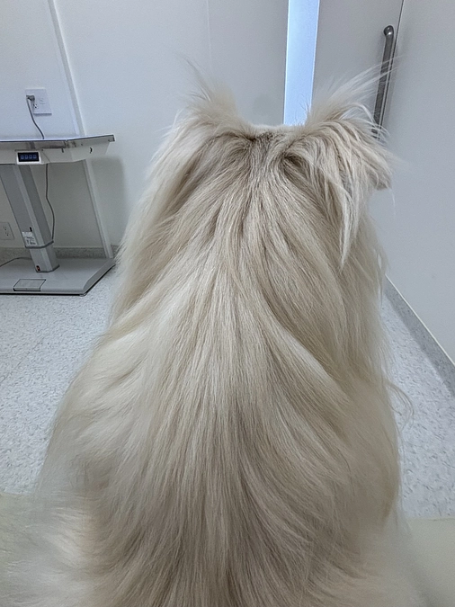 今日は手術…心配です…