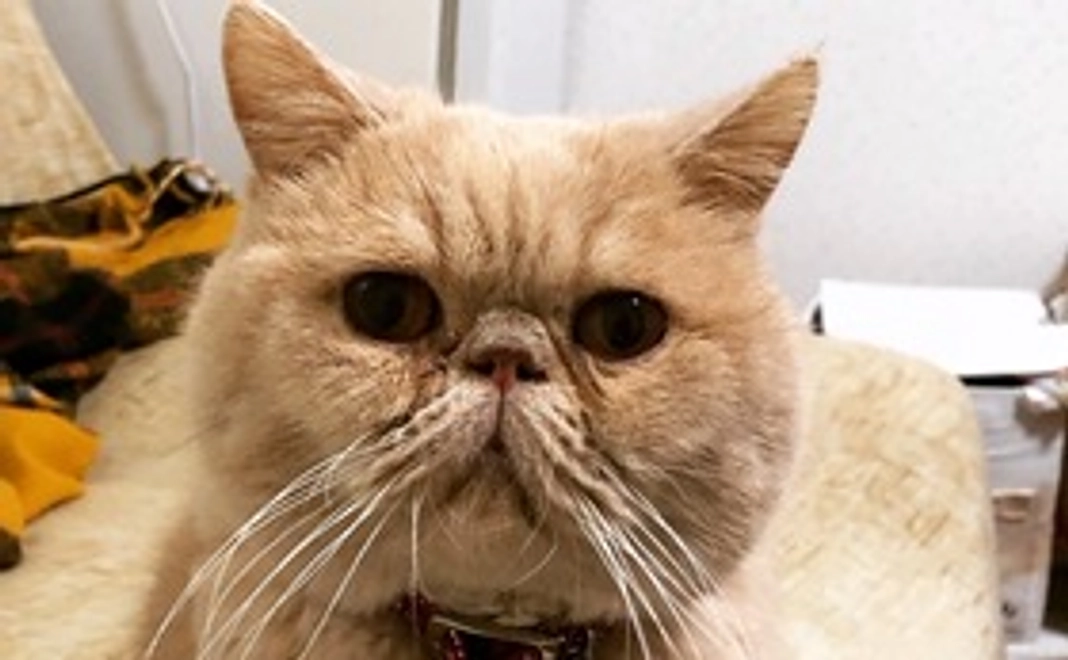 リターンなし500円