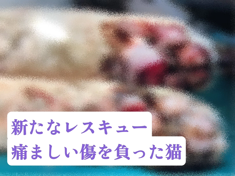 ズタズタの足裏…また新たなレスキューです。