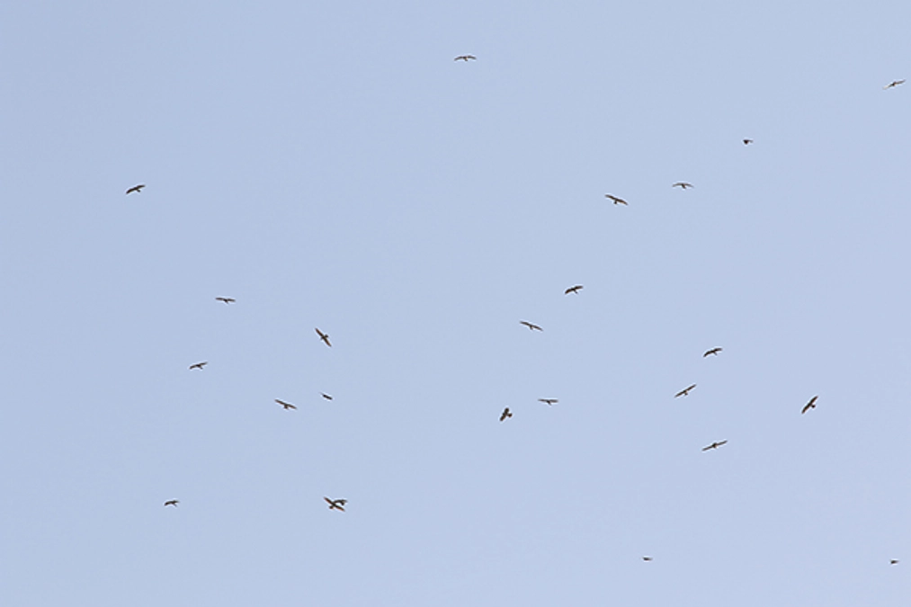 【残り2日を切りました】サシバのタカ柱