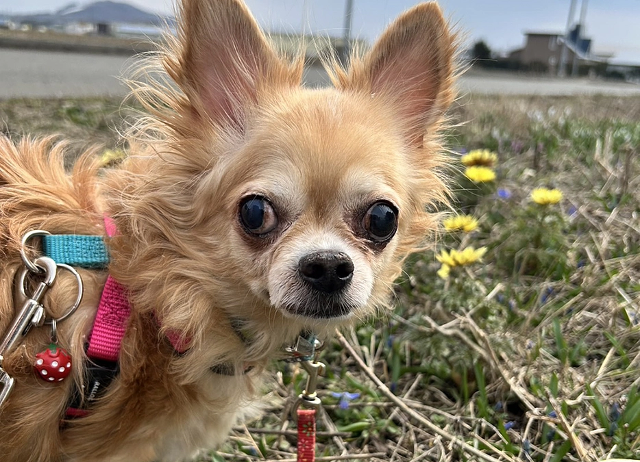 飼い主さん募集中　美ボディになったルナ💕