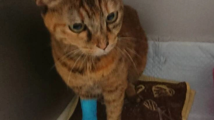 慢性腎不全ステージ4以上と言われたりんちゃんを助けて下さい