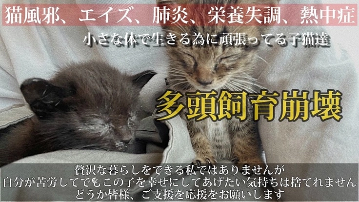 残り数日。飼育崩壊の家から瀕死状態の子猫レスキュー助けであげたい。