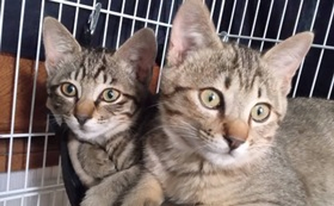 お気持ちコース