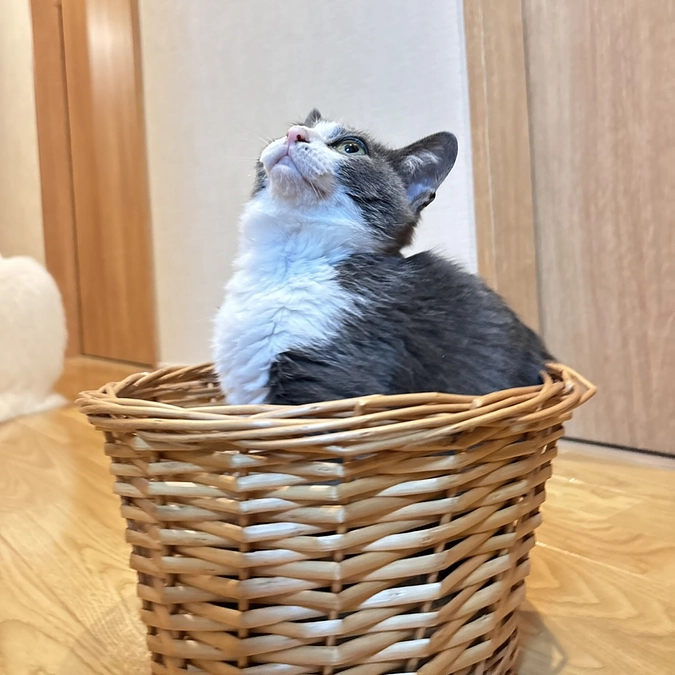 お気に入りのバスケット