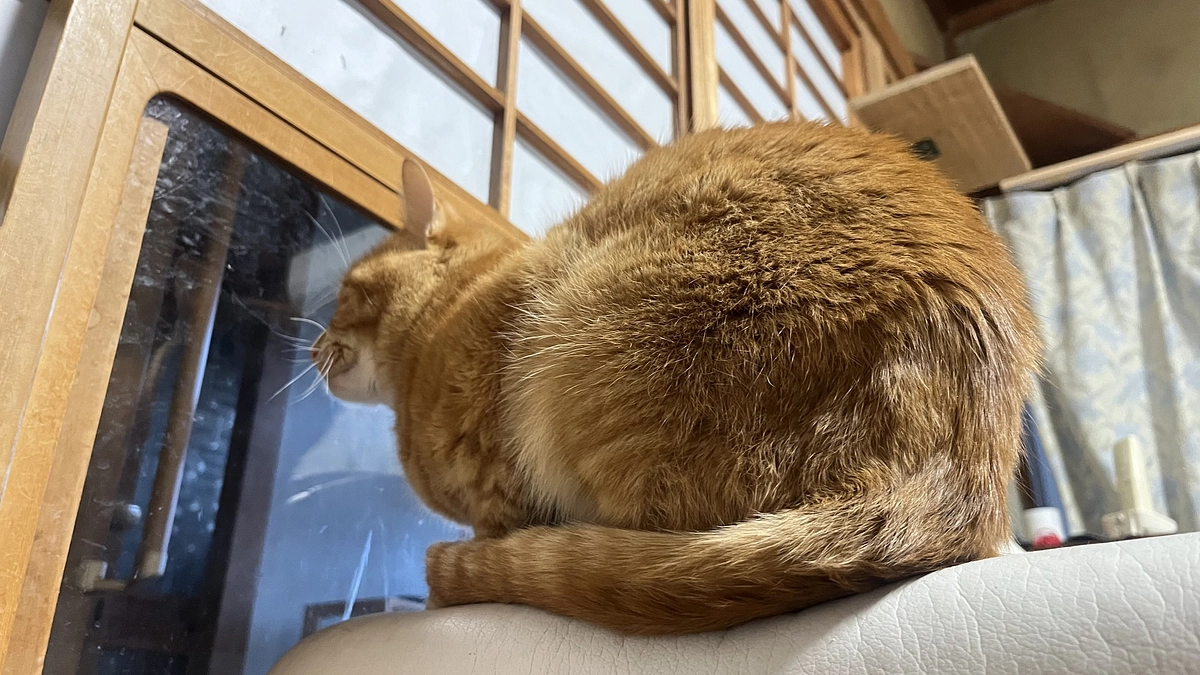 トラちゃんの炎症性腸疾患（IBD）の闘病記録として