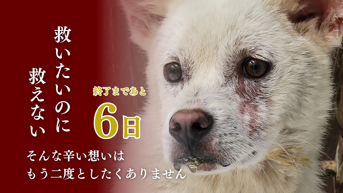 【残り6日】最後の砦であり続け、不幸な野犬を増やさない未来を作りたい。