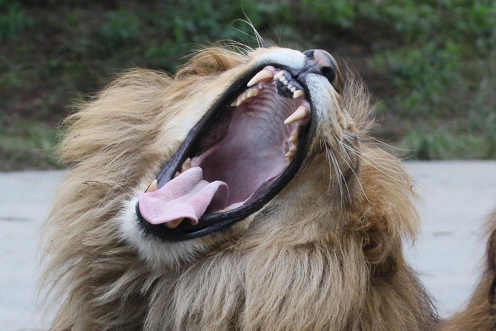1月12日(金) 進捗報告・動物紹介～動物のあくび～