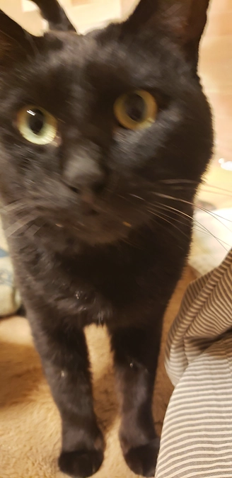 今日のコウちゃん達成率75％残り3日