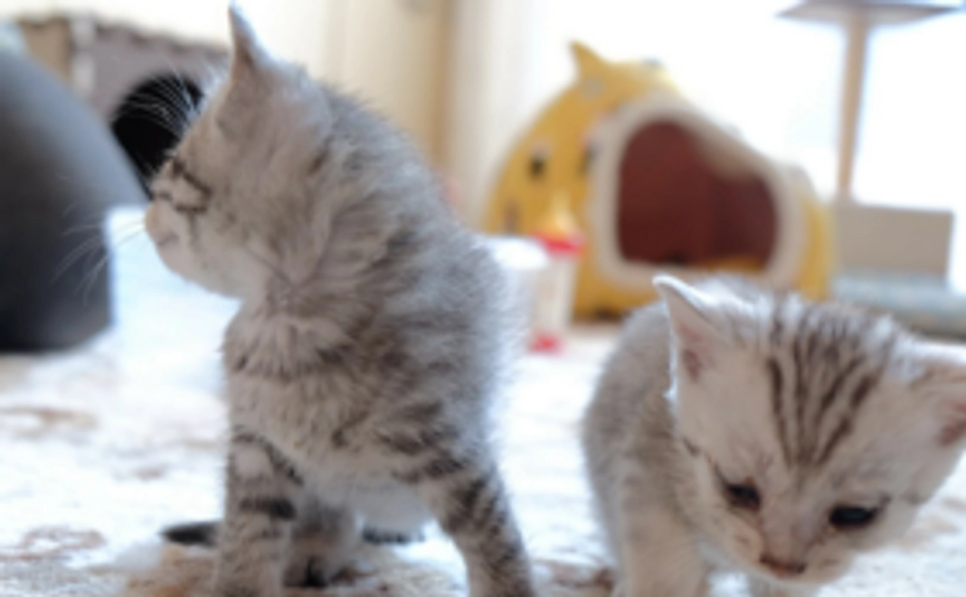 猫達の未来を全力で応援