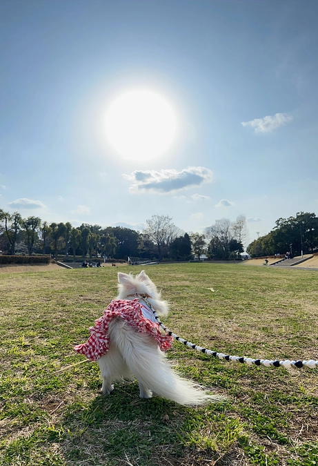プロジェクト終了のお知らせ