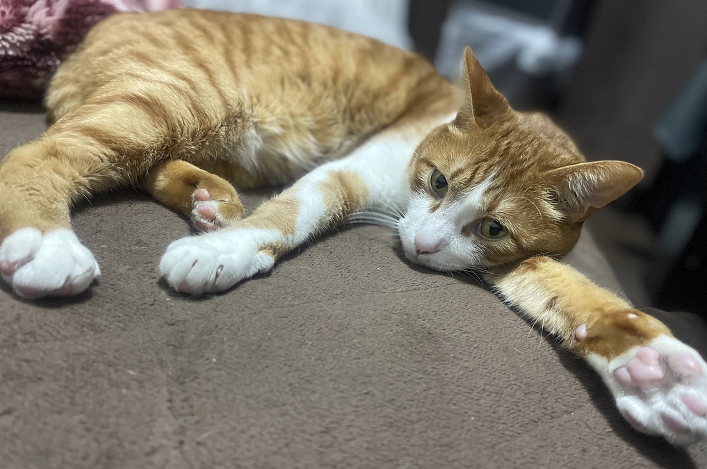 代理支援について。インターネットでの支援が難しい方へ。