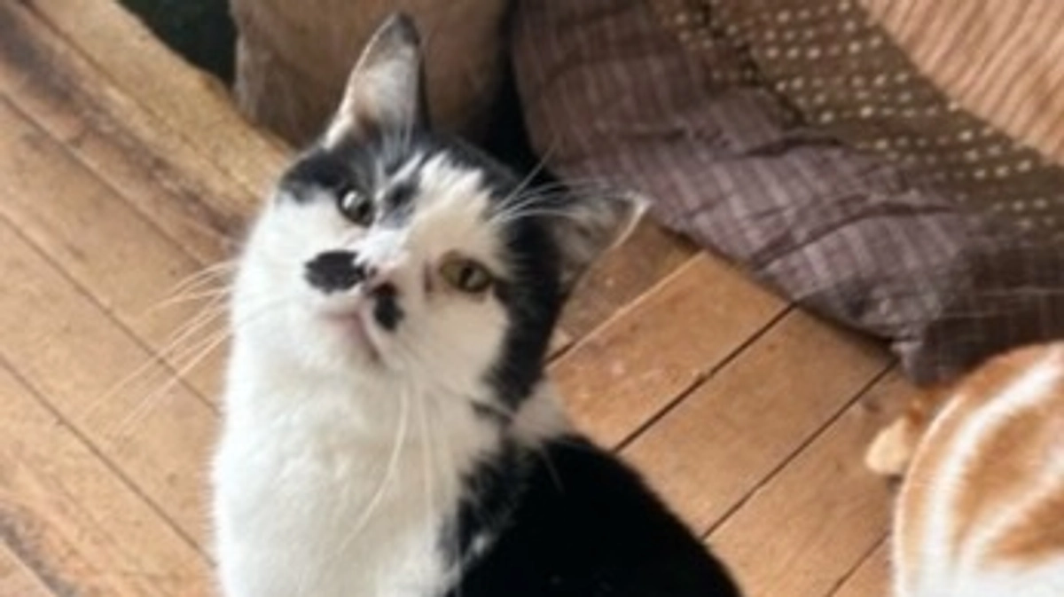 【ご支援者様560名突破！！】ネコハウスのにゃんこ紹介！①