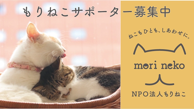 不幸な猫ゼロを目指して！ "もりねこサポーター" 募集中！