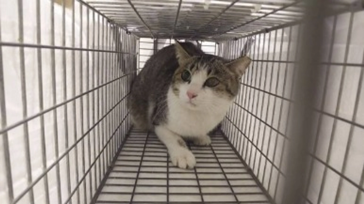 【900万円目前！】代表甲斐が活動で直面していること～TNRと啓発は両輪で～