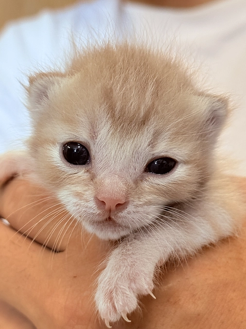 新しいカタチ「命のリレー」