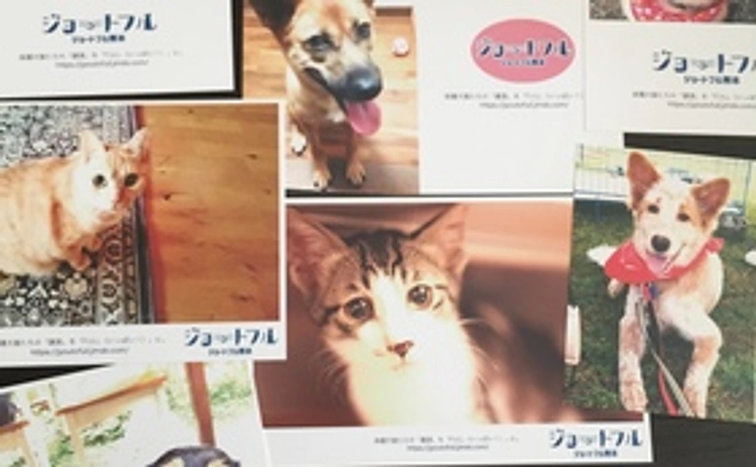 オリジナル保護犬猫ポストカードセット