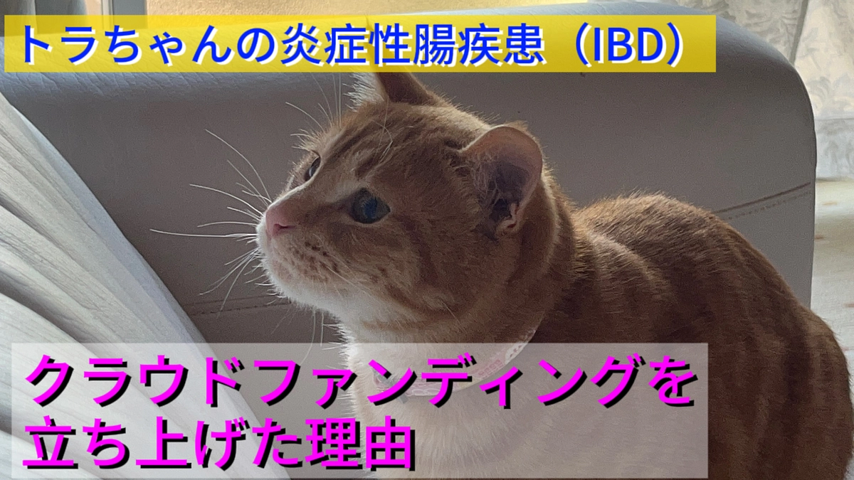 トラちゃんの炎症性腸疾患（IBD）によりクラウドファンディングを立ち上げた理由