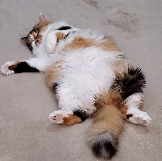 今年も開催いたします。保護猫保護犬応援フェス!!