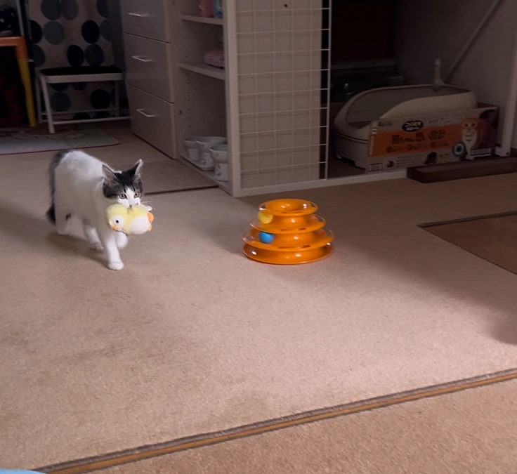 持ってくるฅ(>ω<*ฅ)ﾆｬ🎶