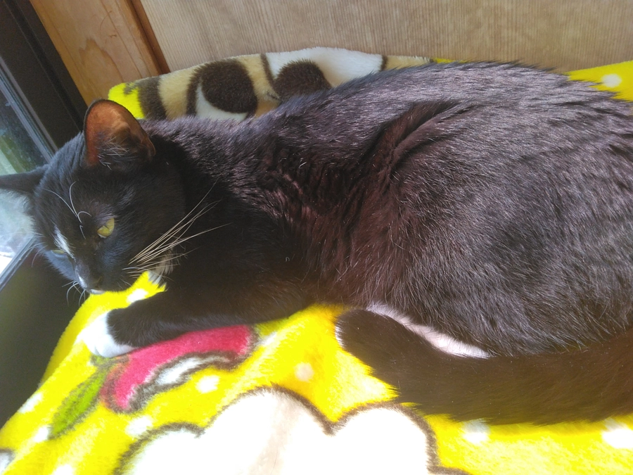 5/7はなちゃんの様子(発作あり)