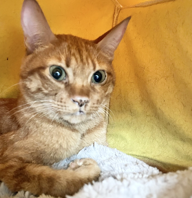 6／2  前倒しで抗がん剤治療をしました　2..88kg