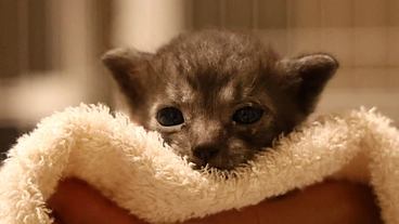 漏斗胸の保護猫いぶきを救いたい のトップ画像