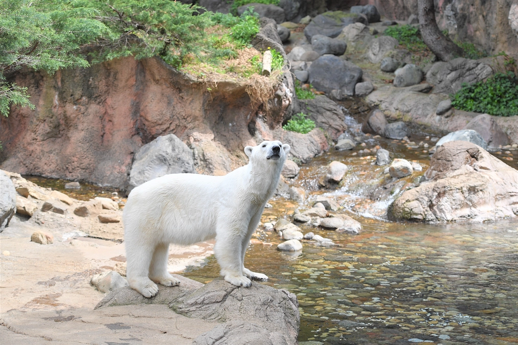 おすすめリターン紹介②　３種の動物アクリルスタンド