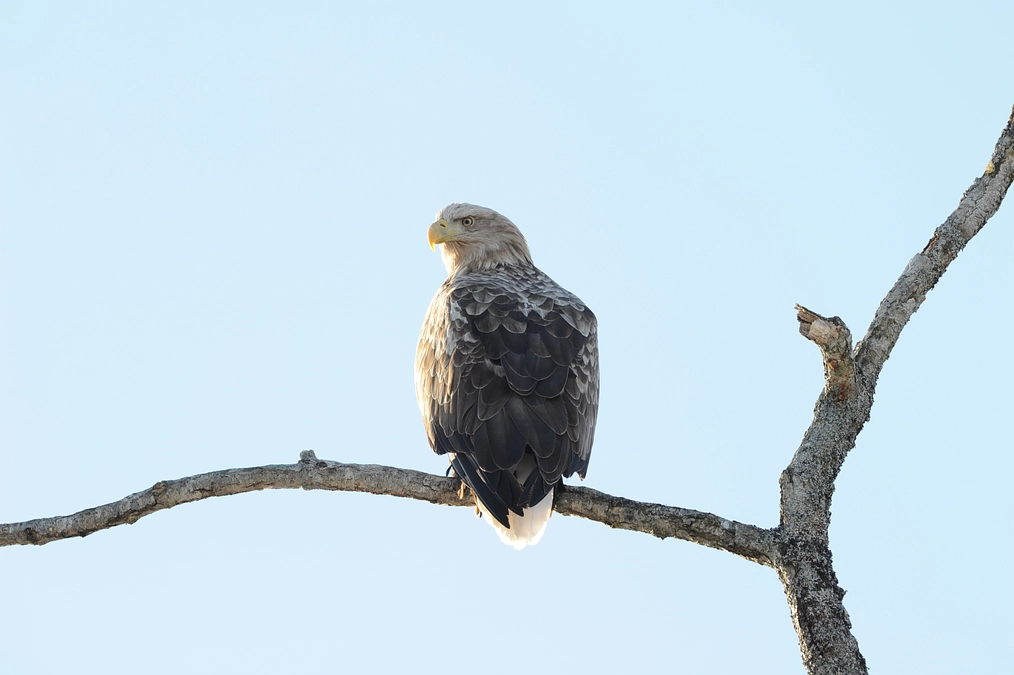 読売新聞さんに絶滅危惧種の細胞保存についてご紹介いただきました