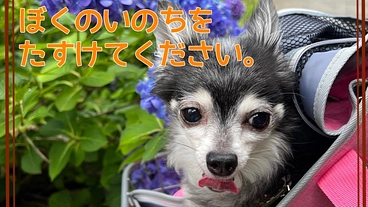 【余命4ヶ月】僧帽弁閉鎖不全症の愛犬の命を助けてください。 のトップ画像