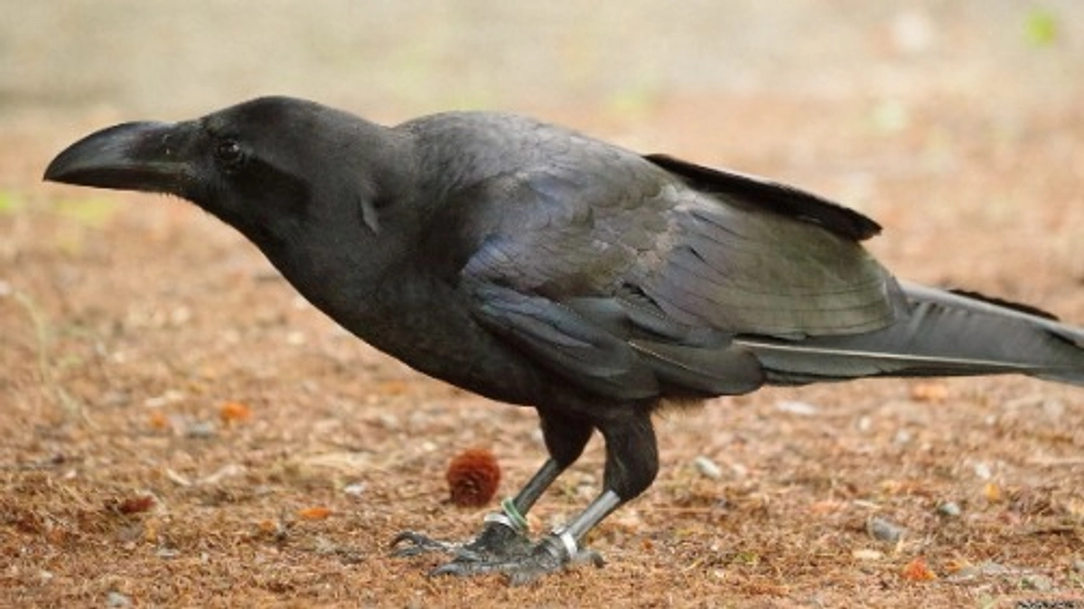 長生きブトがいます