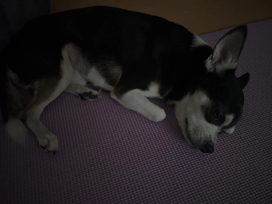 ジェノの体調が悪いです…