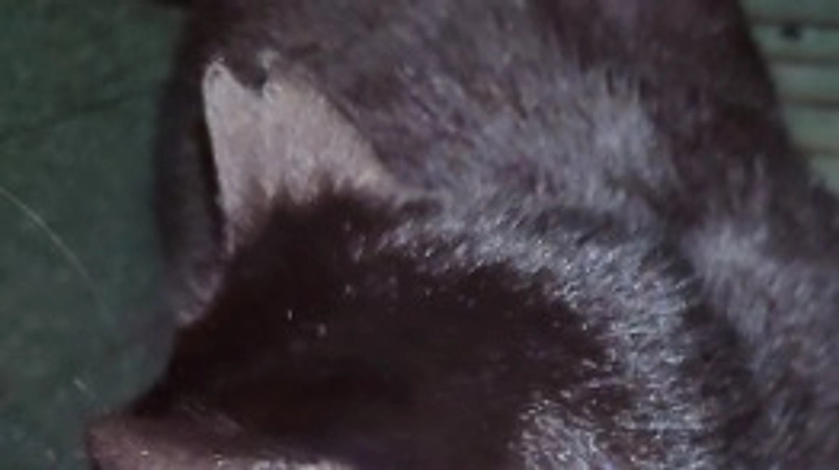 残り9日となりました。助けて下さい！