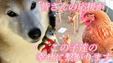 保護犬活動も応援できる”命をつなぐ”平飼い養鶏場の規模拡大 のトップ画像