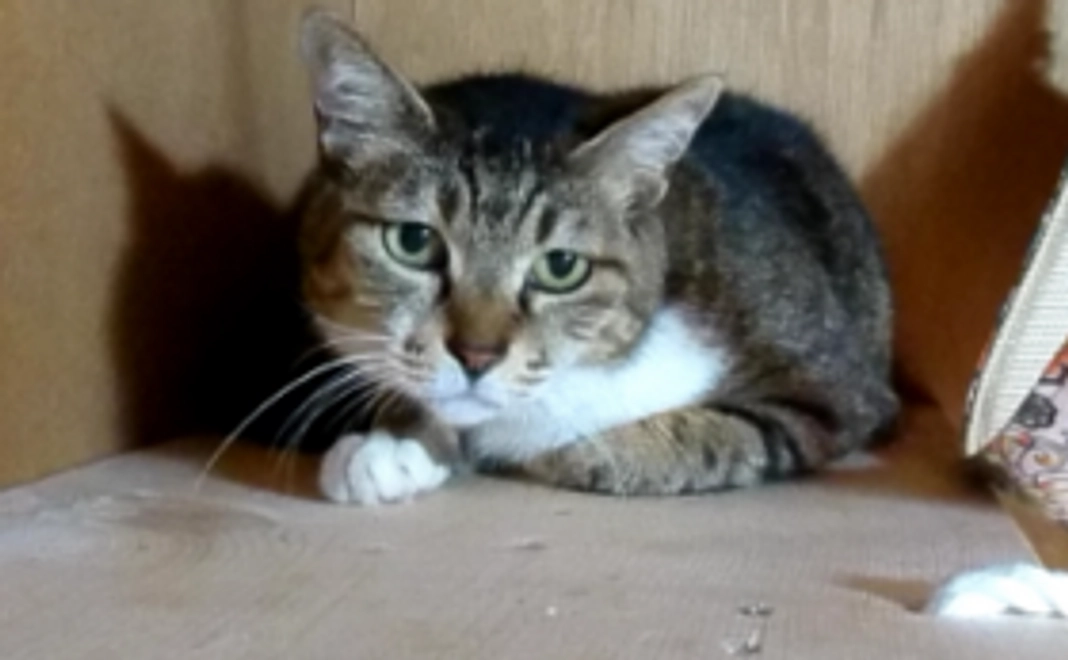 アニマルバディAコース 【お礼のメール】