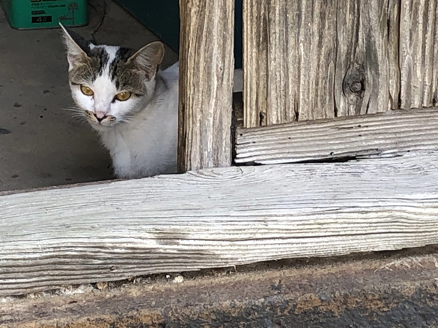 猫と一緒に早寝早起き