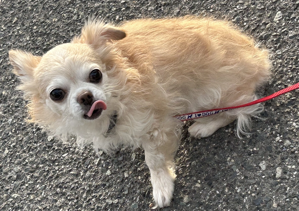 9か月検診と最近のバニラの様子です