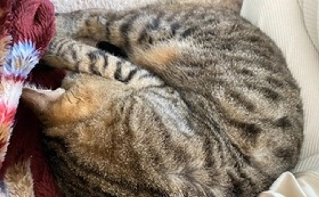 マロン全力応援！！！