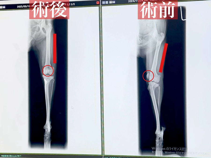 ドムの手術についてのご説明です。