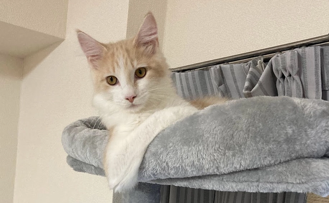 ご支援よろしくお願いいたします!ルイの画像1枚、感謝のメールをお送りいたします。