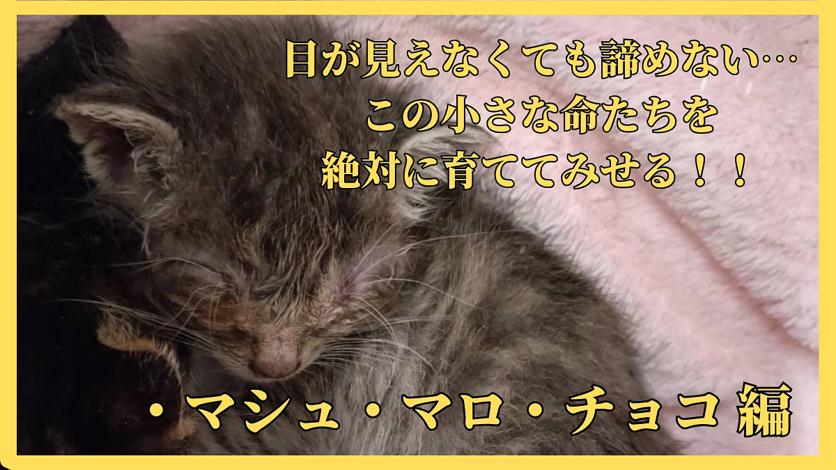 目が見えなくても諦めない《・マシュ・マロ・チョコ編》